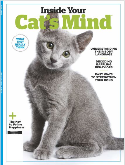 Inside The Mind of a Cat - What Do Cats Think About All Day