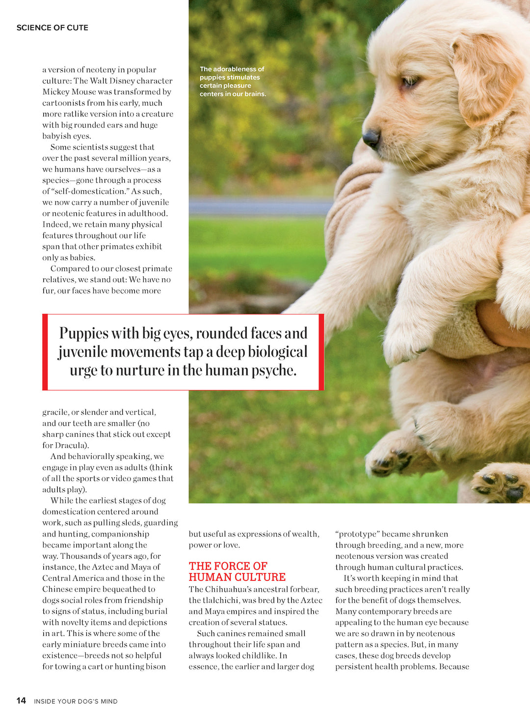 Inside Your Dog's Mind New Discoveries: What They Really Think