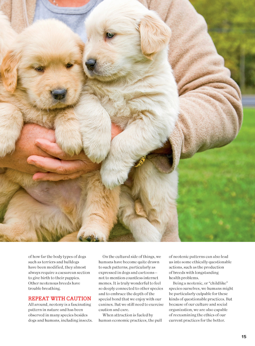 Animal Shelter Smvhs Adoptable Dogs Dog Sleep Music 15 Hours Dog