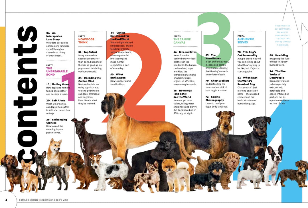 Canine Companions Documentary On Dogs Netflix Netflix Dog Tv S