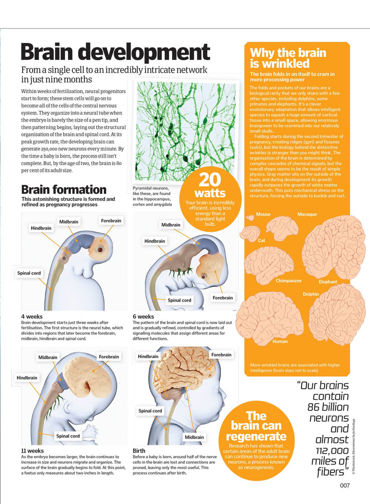 Inside Your Brain - The Most Complex Computer: Consciousness