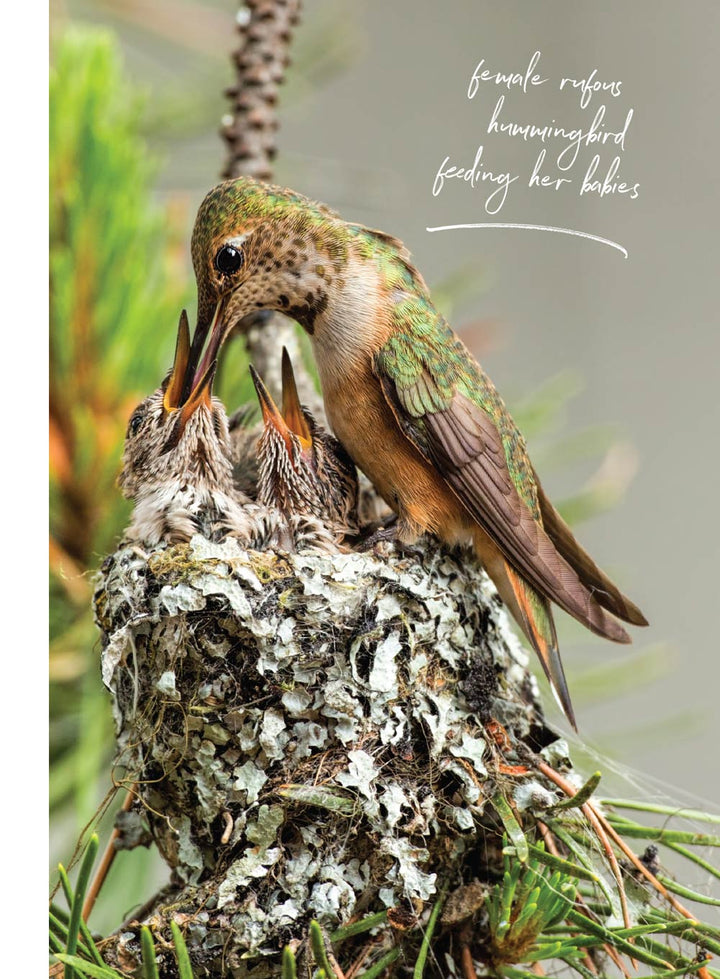 Birds & Blooms - World Of Hummingbirds: Must-See U.S. Species, 50+ Pla ...