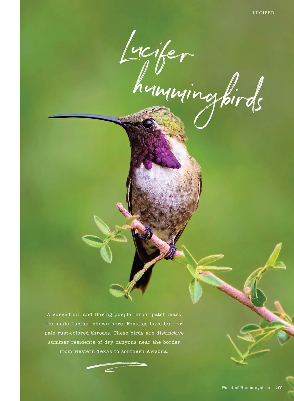 Birds & Blooms